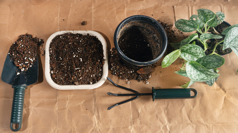 Potting compost mixed with coco chips in various pots next to gardening tools and a small pothos plant