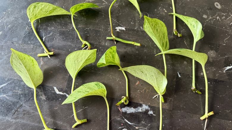 Pothos node cuttings, each with one leaf and a small root start