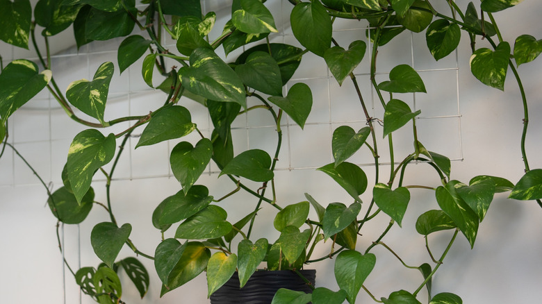Mature pothos with several bare nodes and lots of large leaves