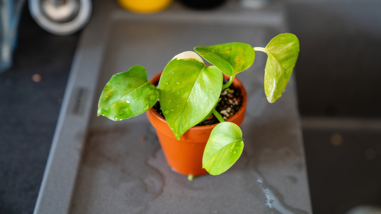 Pothos plant in a tray of water