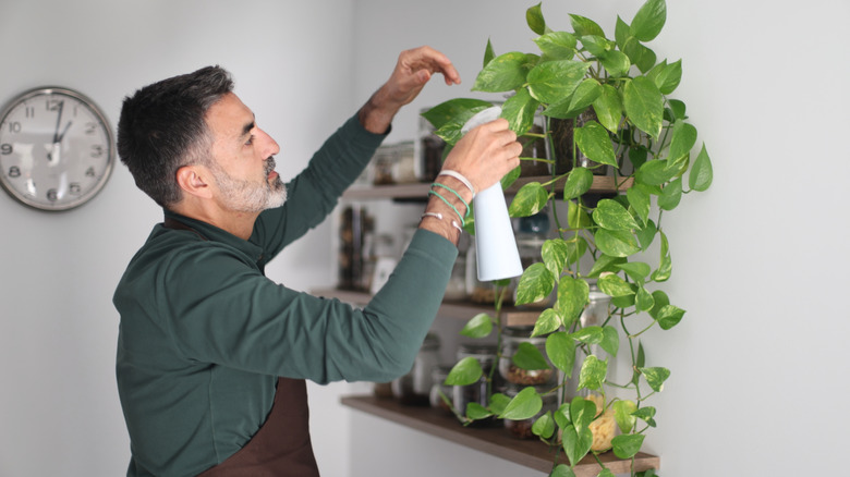 Someone watering a pothos plant on a shelf using a spray bottle