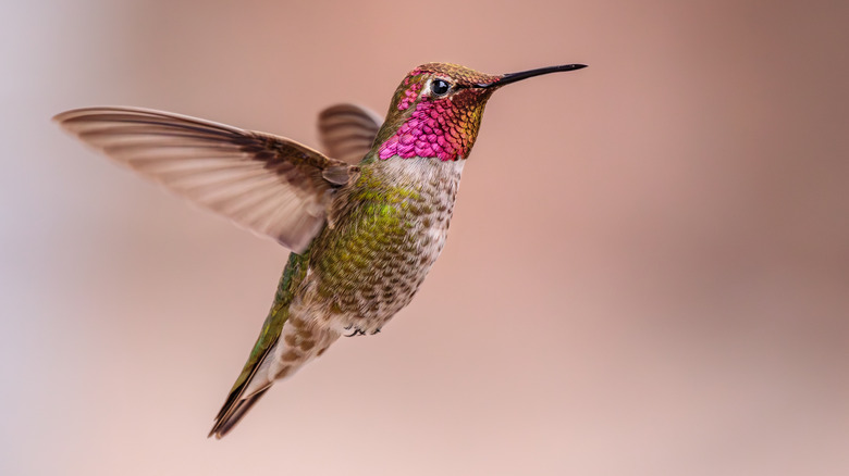 close-up of a hummingbird in flight