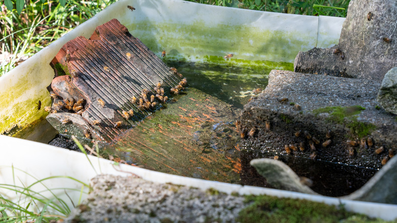 a tub of water with bees drinking off of a platform