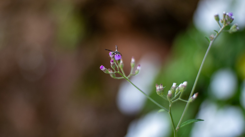 close-up of a tiny bee on a small purple flower