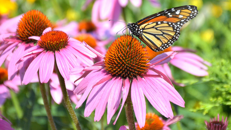 close-up of a monarch butterfly drinking nectar out of a coneflower