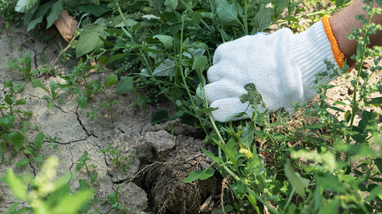 A gloved hand pulling out weed from a lawn