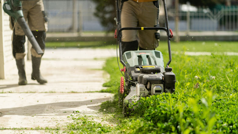 Two professionals are trimming grass, with one blowing grass onto lawn