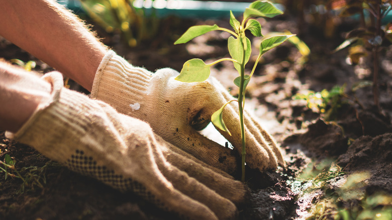 Gloved hands planting a small tree in soil
