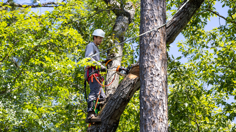 A professional using a chainsaw to cut a tree's limbs