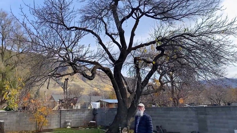 Man standing beneath a lion tailed tree