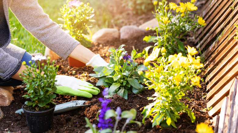 Gloved hands planting flowers in a garden bed