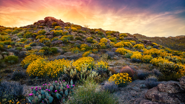 A rocky, desert hill is dotted with flowers and cacti.
