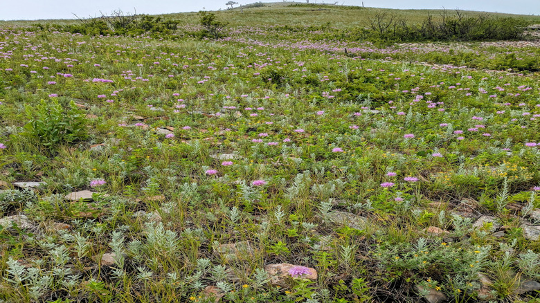 A prairie hill in the Black Hills teems with purple flowers.
