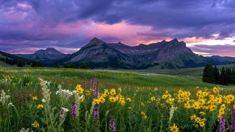 Alpine wildflowers bloom against jagged peaks of Crested Butte, Colorado.