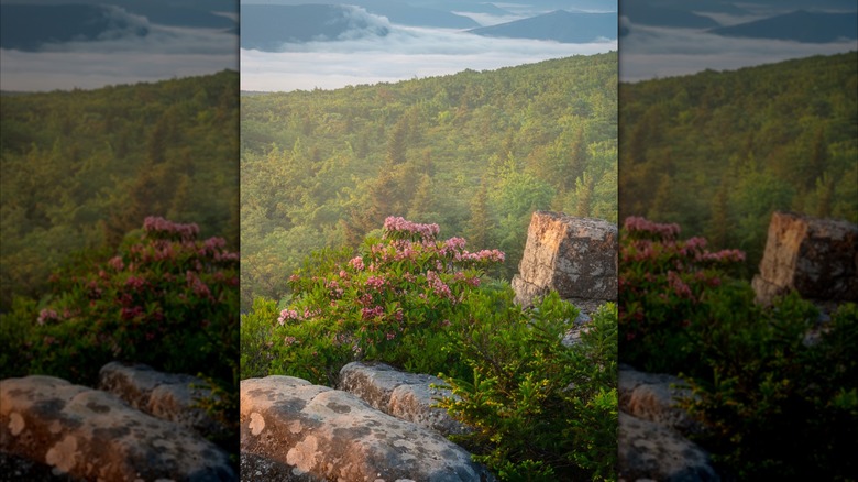 Pink and yellow flowers grow on a rocky viewpoint in Dolly Sods Wilderness