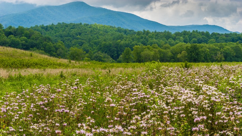 A mountain scene in the Smokies features a field of flowers.