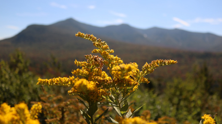 A goldenrod flower blooms against a blurred mountain backdrop.