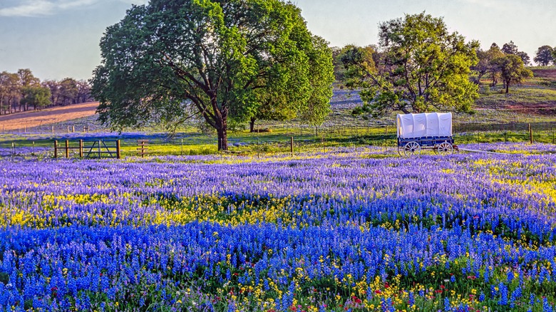 A Texas field is full of bluebonnets.