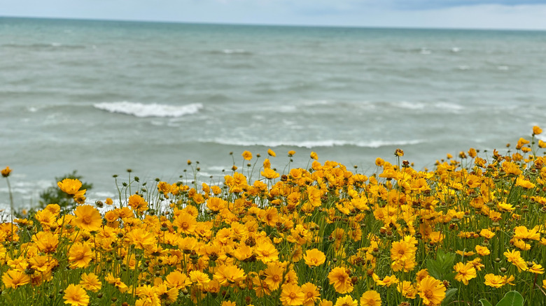 Lake Michigan laps the shore of Indiana Dunes National Park with yellow flowers in full bloom