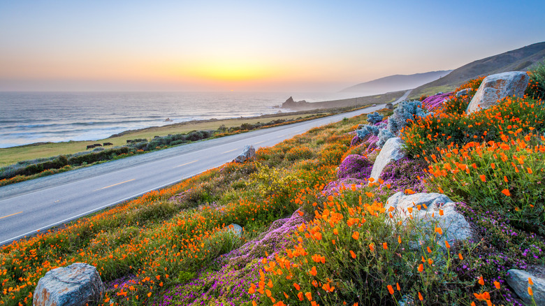 Wildflowers along the side of a highway