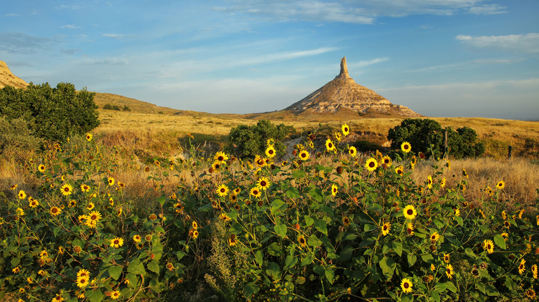 Sunflowers grow around Nebraska's Chimney Rock in the Sand Hills.