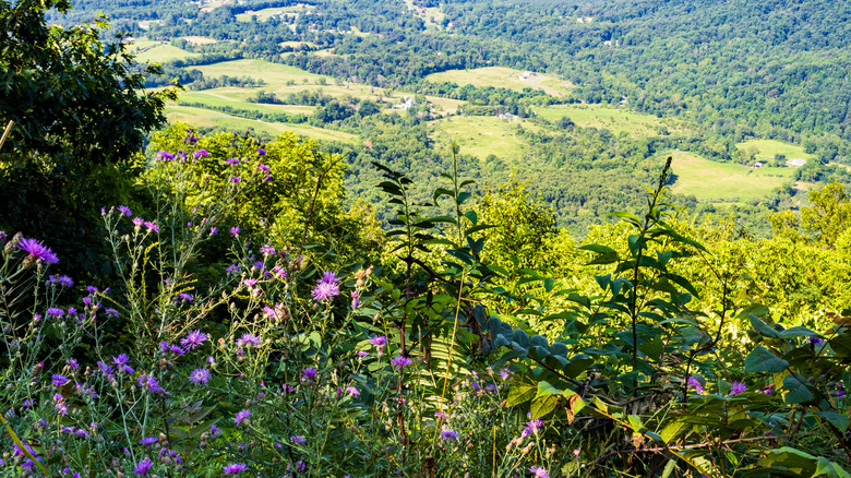 A view from a height in Shenandoah National Park shows fields and purple flowers.