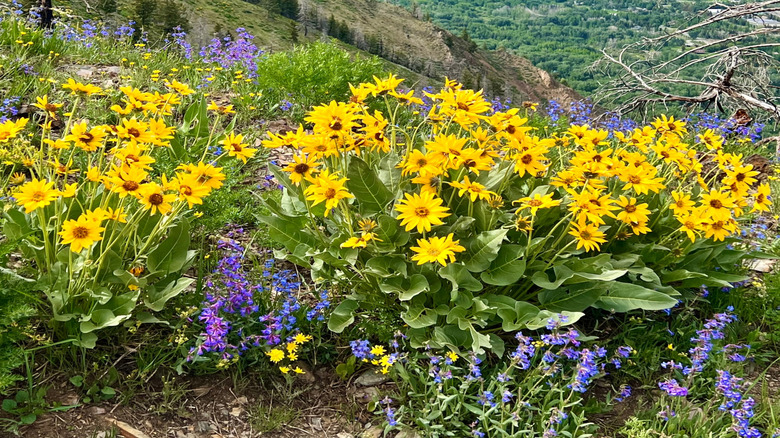 A view into Sun Valley, Idaho, includes yellow and purple flowers.