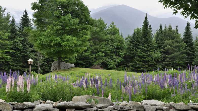Pink and purple lupines grow in White Mountain National Forest.