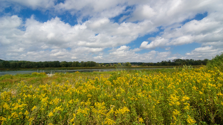 Yellow flowers grow in a field near a wetland in Iowa.