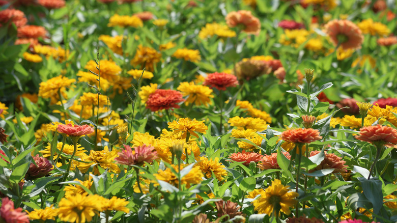 A sunny bed of 'Andes Jewel' Peruvian zinnias in bloom.