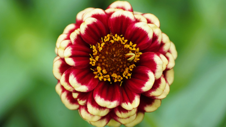 Close-up of a symmetrical red and white 'Aztec Burgundy Bicolor' zinnia.