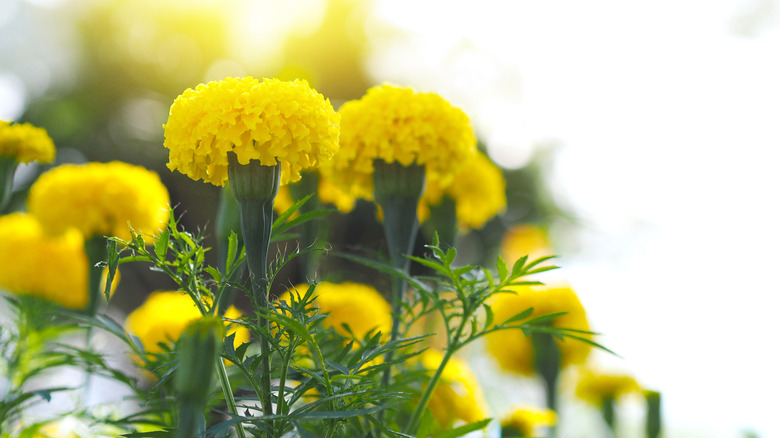 Bright yellow 'Aztec Sunset' zinnias seen from below.