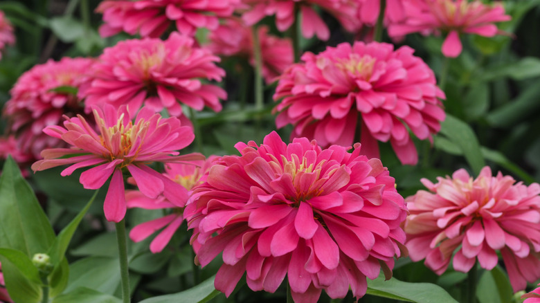 Bright pink blooms of 'Benary's Giant' zinnias in a garden.