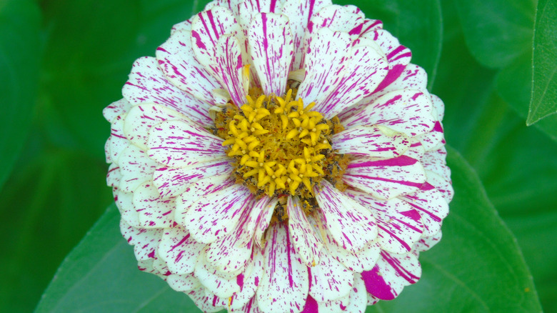 A 'Candy Cane' zinnia flower with white petals with pink speckles and a yellow center.