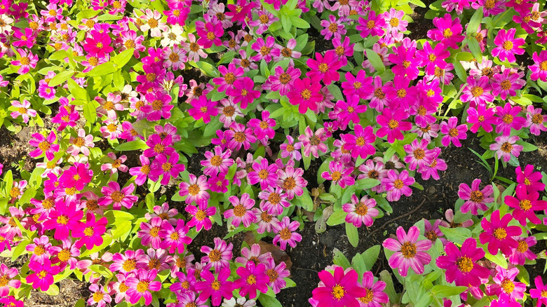 Pink 'Dreamland' zinnias blooming densely across a garden bed.