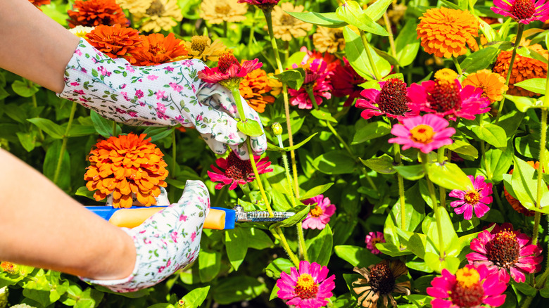 Hands in gardening gloves clipping zinnias from a garden bed.