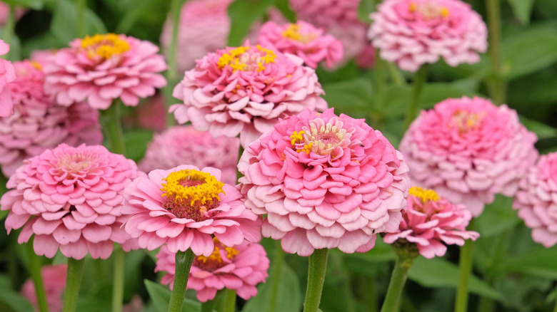 The light pink and yellow flowers of the 'Oklahoma Pink' zinnia.