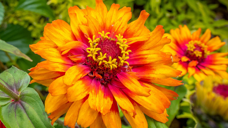 Close-up of an 'Old Mexico' zinnia with yellow petals and a bright pink center.