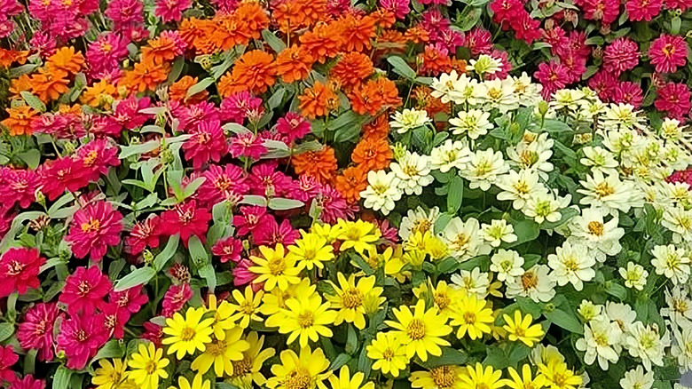 A flower bed with 'Persian Carpet' zinnias, mixed in with other varieties.