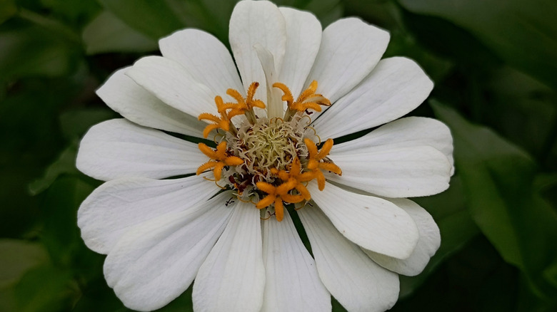 A single 'Pette Land White' zinnia flower with a yellow center.