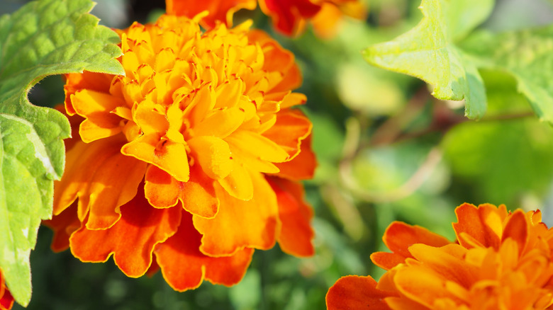 Close-up of the golden and red flowers of the 'Pop Art' zinnia.