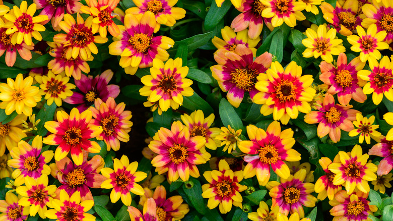 A colorful bed of red and yellow bicolor zinnias.