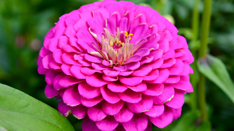 A single, bright purplish-pink 'Royal Purple' zinnia.