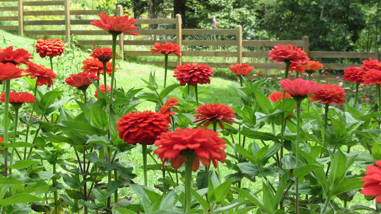 Red zinnia 'Thumbelina' flowers grow in a garden bed in a yard.