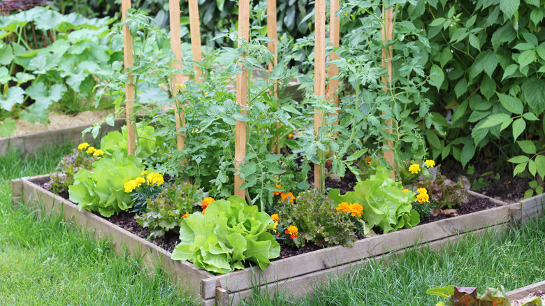 a vegetable garden in a square planter bed