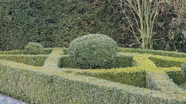 diagonal hedges and round topiary shapes