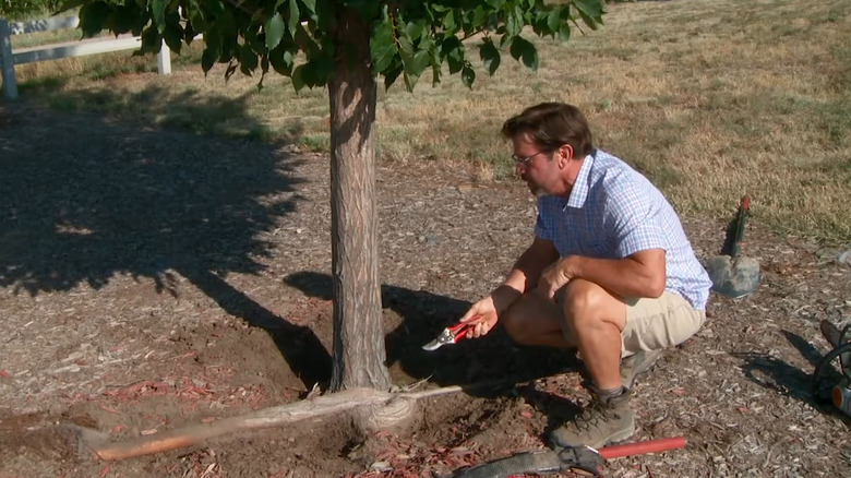 Man looking at girdled roots on a small tree