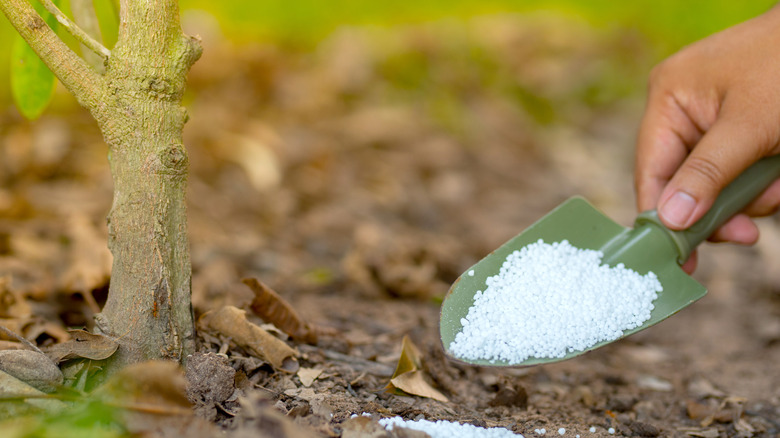 Person giving nutrients to a small tree