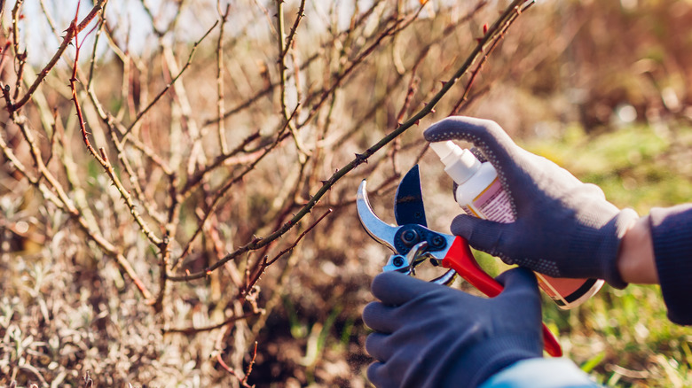 Person spraying pruning shears with a cleaning solution