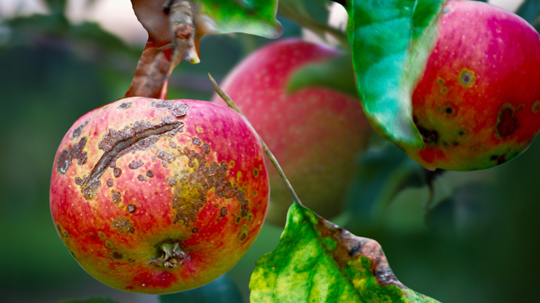 Diseases like scab and worm holes in apples